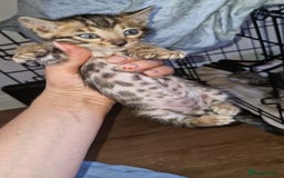 Bengal cats for sale: TICA Genetic & Health Tested Bengal Kittens  - Image 4