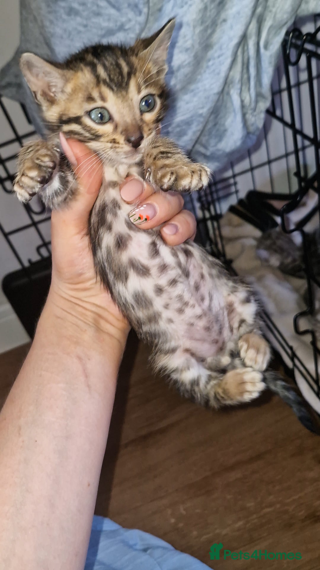 Bengal cats for sale: TICA Genetic & Health Tested Bengal Kittens  - Image 4