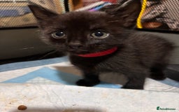 Bengal cats for sale: Bengal mix kittens for sale  - Image 6