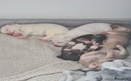 Chihuahua dogs for sale: Beautiful chihuahuas  - Image 5