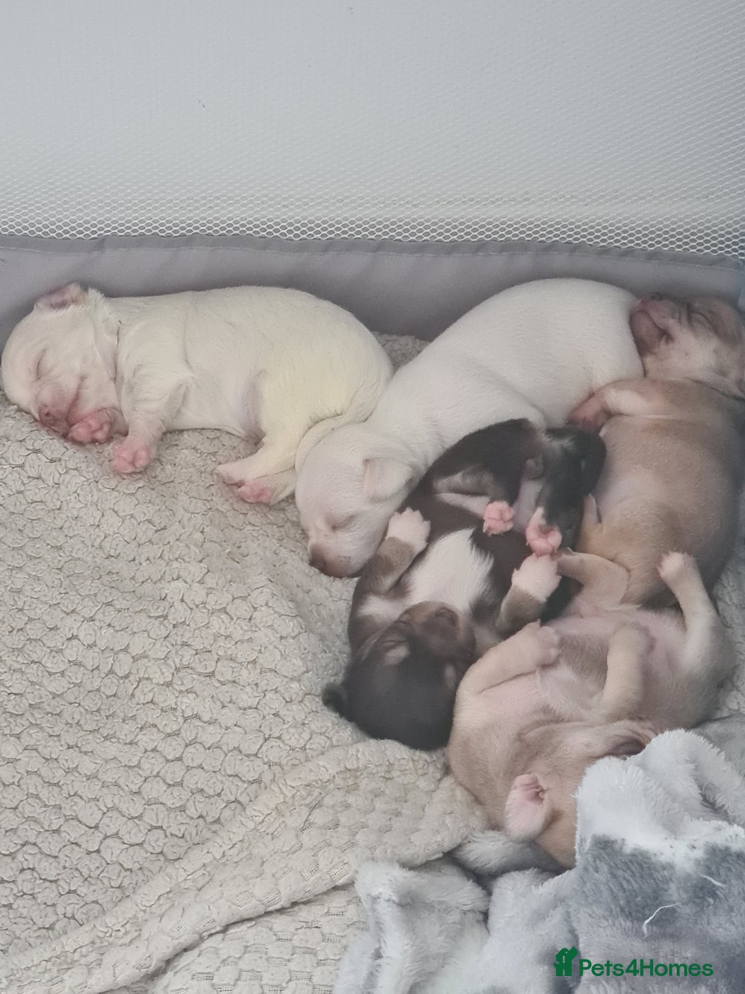 Chihuahua dogs for sale: Beautiful chihuahuas  - Image 5