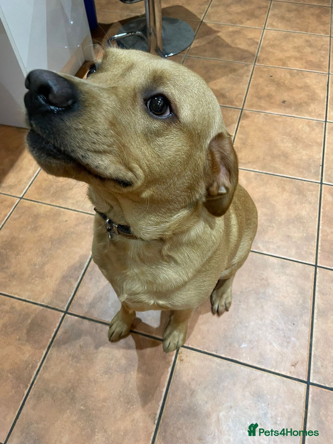 Labrador Retriever dogs for sale: Friendly Labrador needs loving home  - Advert 6