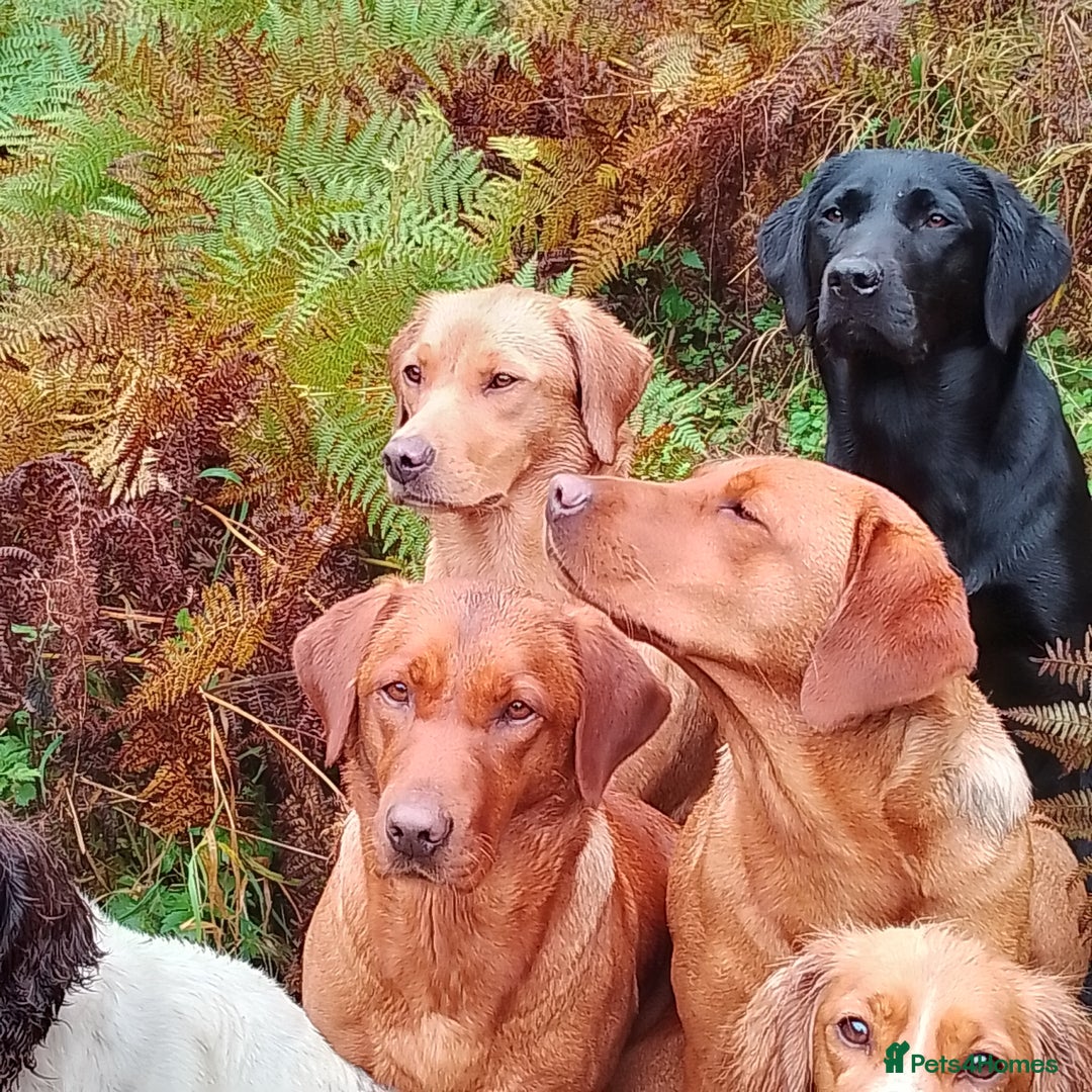 Labrador Retriever dogs for sale: Kc reg fox red working Labradors  - Image 15