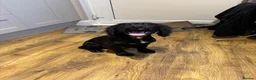 Cocker Spaniel dogs for sale: Cocker spaniel dog - Advert 3