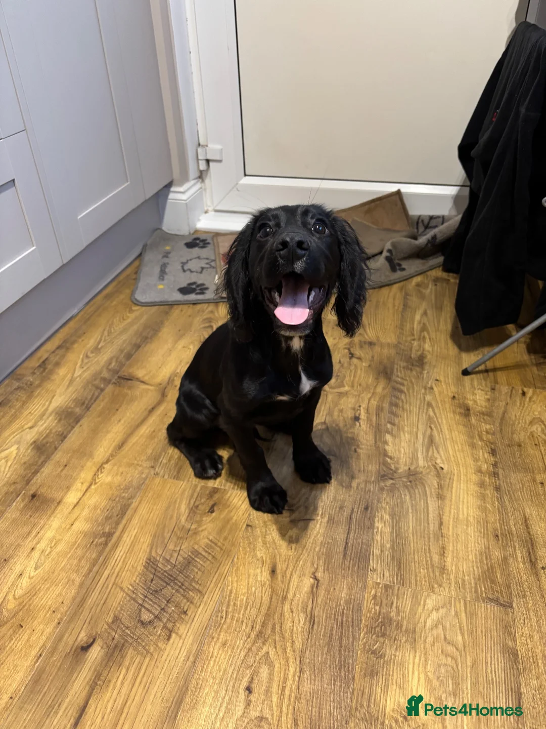 Cocker Spaniel dogs for sale: Cocker spaniel dog - Advert 3