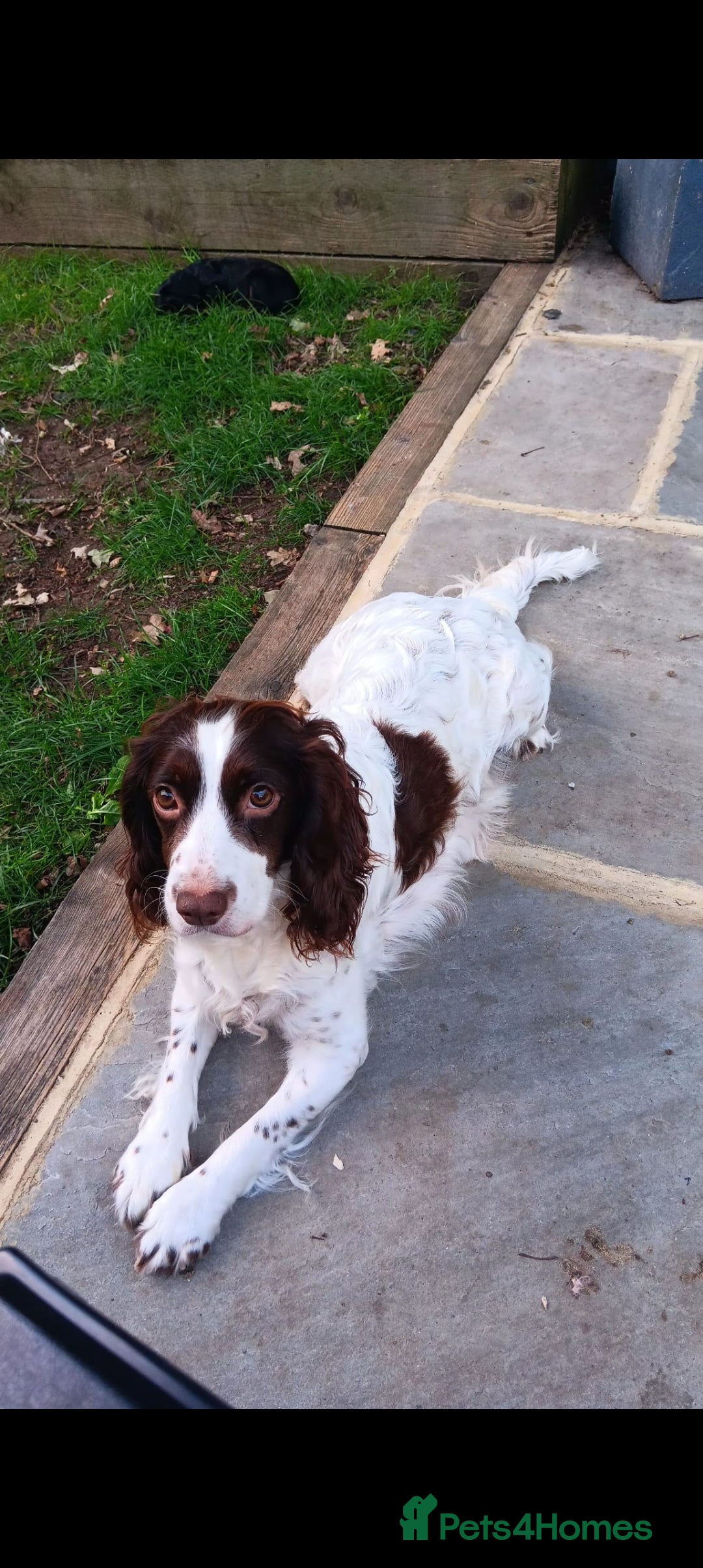 Cocker Spaniel dogs for sale: Beautiful Cocker Spaniel Puppies - Image 5