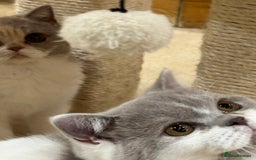 British Shorthair cats for sale: READY NOW - Lilac, BiColours & Colourpoint  - Image 33