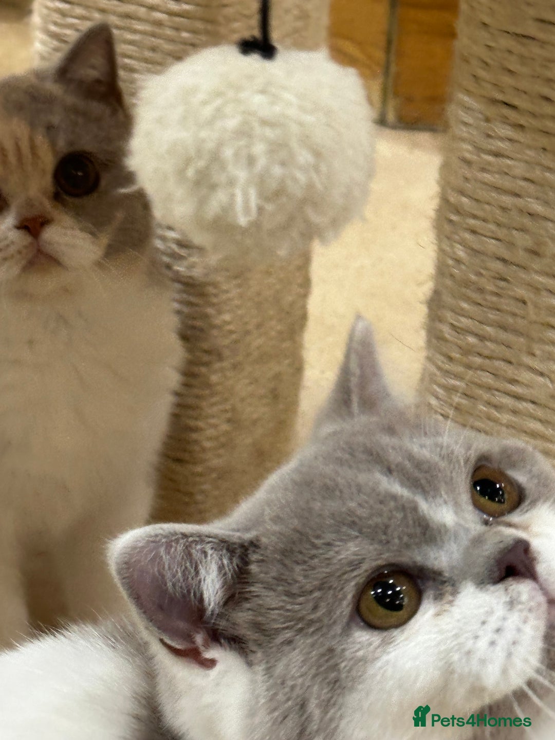 British Shorthair cats for sale: READY NOW - Lilac, BiColours & Colourpoint  - Image 33