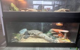 Bearded Dragon reptiles for sale: female bearded dragon with full set up - Image 4