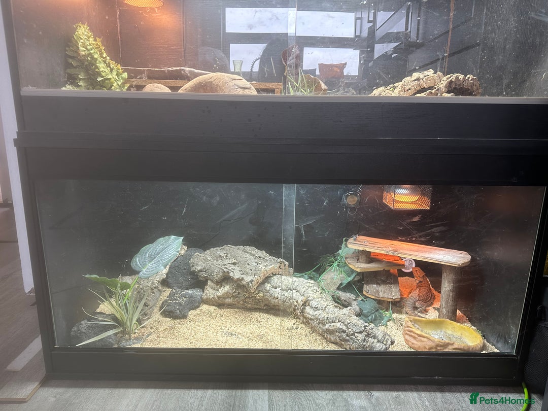 Bearded Dragon reptiles for sale: female bearded dragon with full set up - Image 4