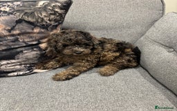 Toy Poodle dogs for sale: One male puppy for sale  - Image 3