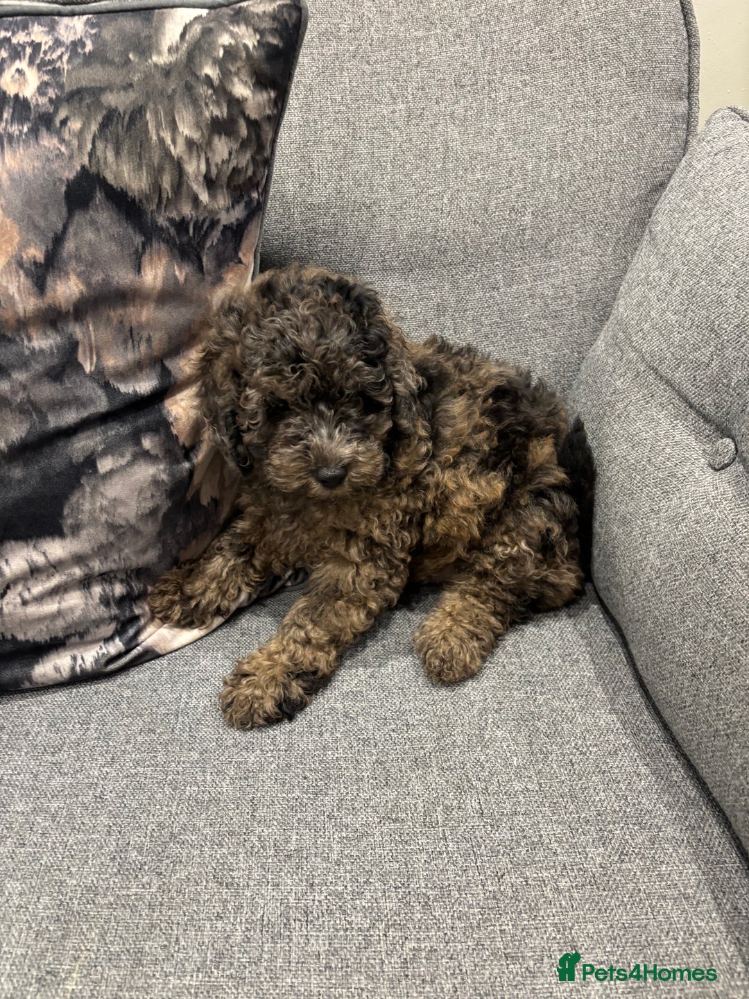 Toy Poodle dogs for sale: One male puppy for sale  - Image 3