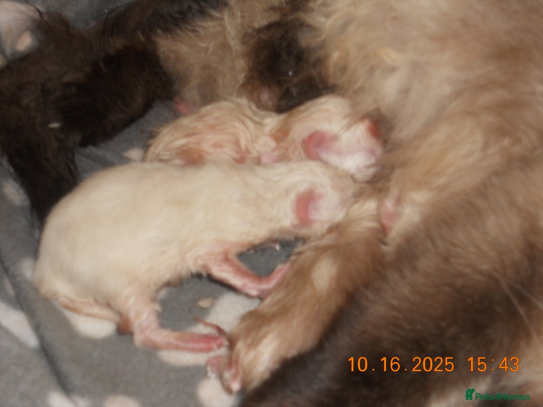 Ragdoll cats for sale: 🎅🎁🎄 RAGDOLL KITTENS 100% PUREBRED STOKE 🎄🎁🎅 - Image 8