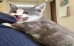 Mixed Breed cats for sale: British Short Hair X Grey and Tabby kittens - Image 12