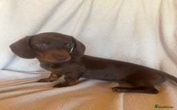 Miniature Dachshund dogs for sale:  Miniature dachshund *1 left  - Image 2