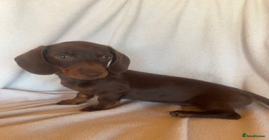 Miniature Dachshund dogs - Advert 7