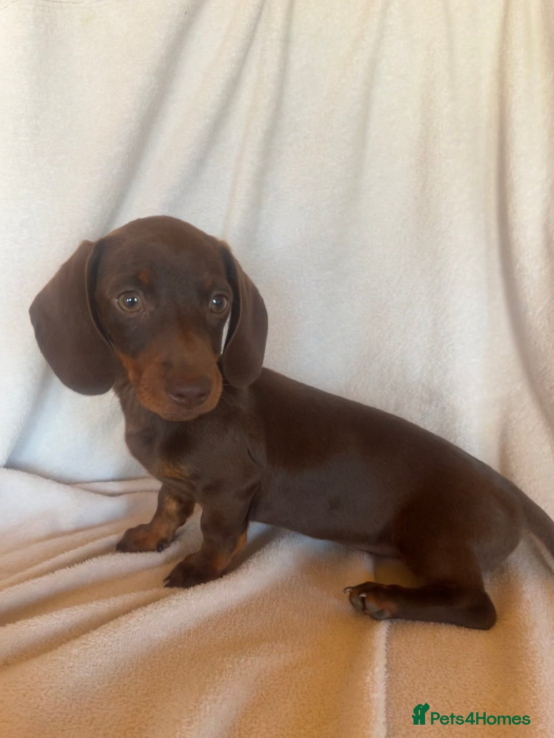 Miniature Dachshund dogs for sale:  Miniature dachshund *1 left  - Image 2
