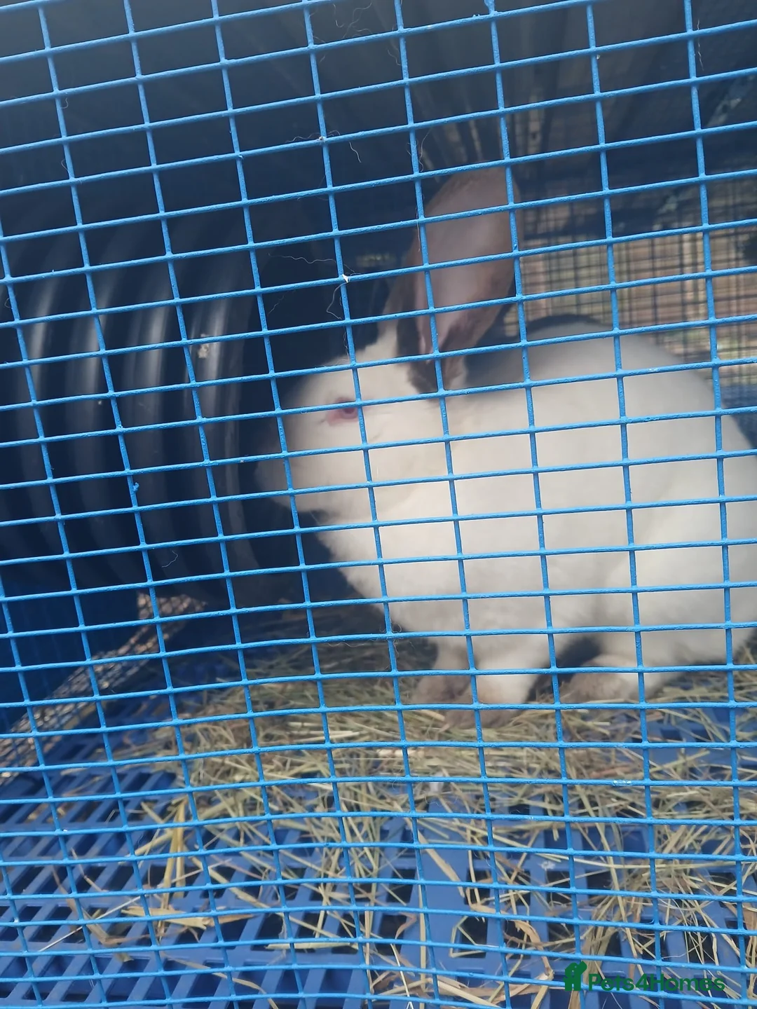 Continental Giant rabbits for sale: Majical pure breeds  - Advert 1