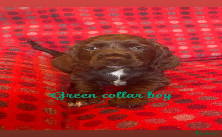 Cocker Spaniel dogs - Advert 6