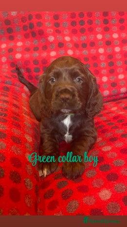 Cocker Spaniel dogs - Advert 1