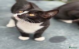 Mixed Breed cats for sale: black and white kittens - Image 4