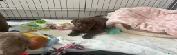 Labrador Retriever dogs for sale: Stunning “Show Type” Labrador pups  - Advert 5