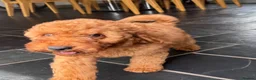 Goldendoodle dogs for sale: Mini Irishdoodle Ready now! health tested parents - Advert 9