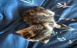 Mixed Breed cats for sale: Kittens  - Image 17
