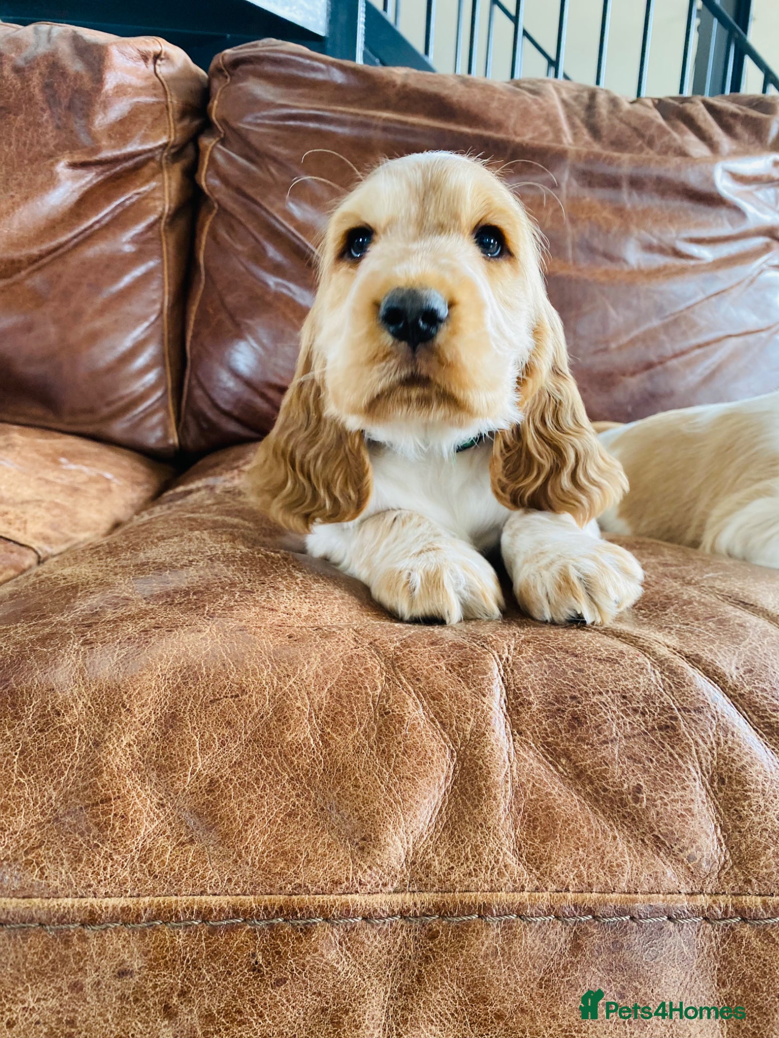Cocker Spaniel dogs 💚1male Showtype cockerKC+Healthtested parents.   - Advert 1