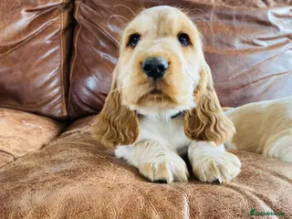 Cocker Spaniel dogs for sale: 💚1male Showtype cockerKC+Healthtested parents. - Advert 1