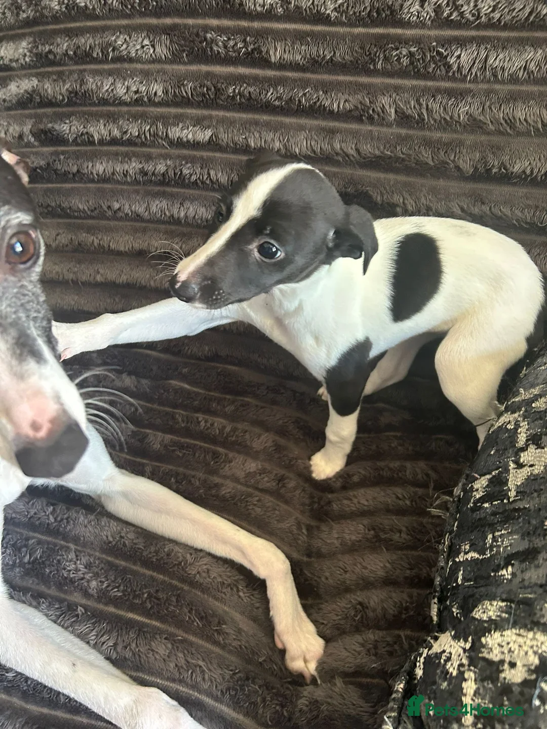 Whippet dogs for sale: Beautiful KC registered girl ready to go - Advert 1