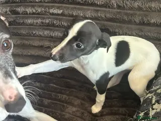 Whippet dogs Beautiful KC registered girl ready to go - Advert 1
