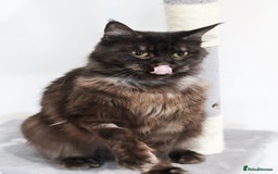 Maine Coon cats for sale: Maine coon girl finding new home - Image 4