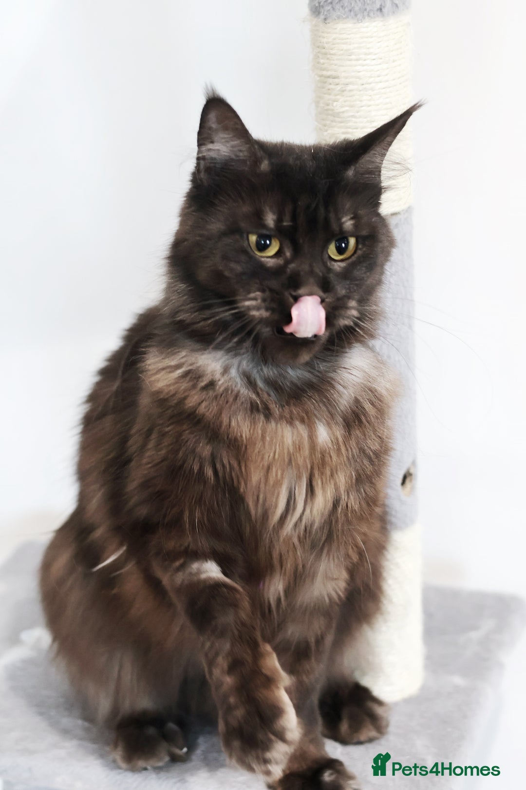 Maine Coon cats for sale: Maine coon girl finding new home - Image 4