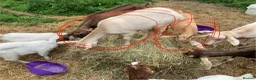 Goats livestock for sale: Goats - Nanny Kid and Whether - Advert 3