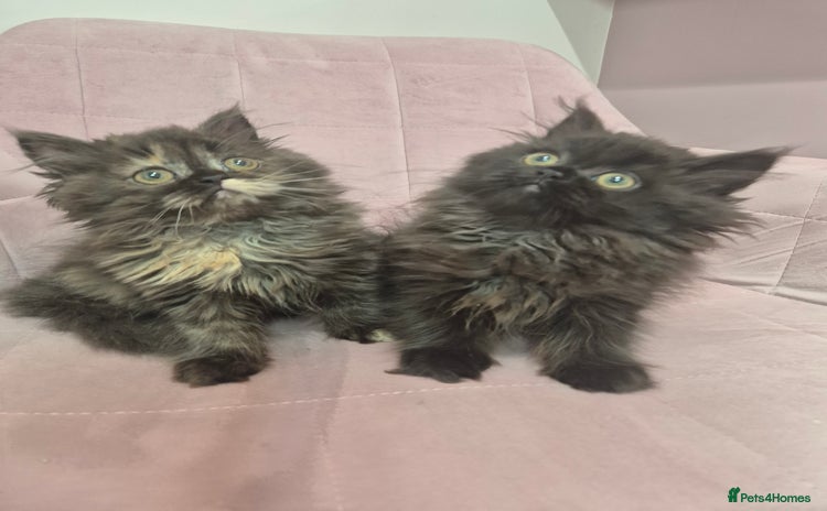 Persian cats - Advert 16