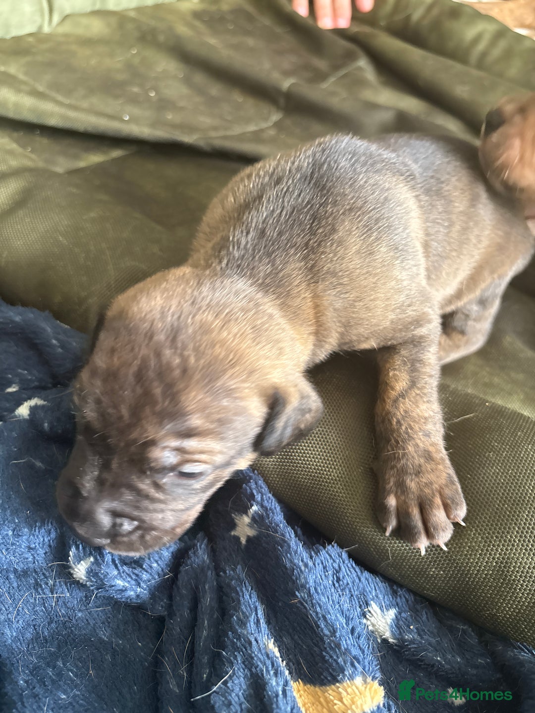 Mixed Breed dogs for sale: Puppies for Sale  - Image 10