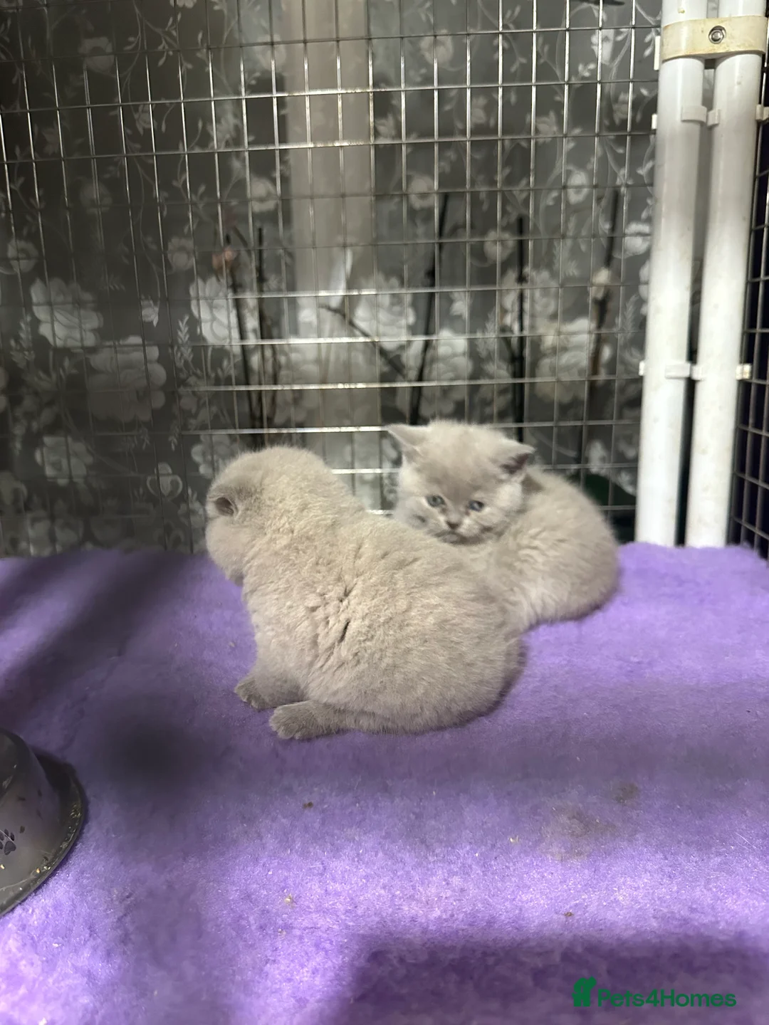 British Shorthair cats for sale: Top pedigree British shorthair chunky kittens  - Advert 4