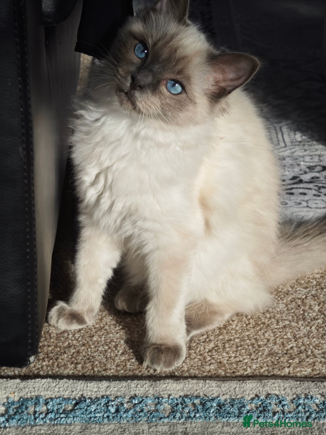 Ragdoll cats for sale: 2😻Ragdoll kittens 💕 - Image 10