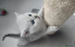 British Shorthair cats for sale: British short hair kittens  - Image 8