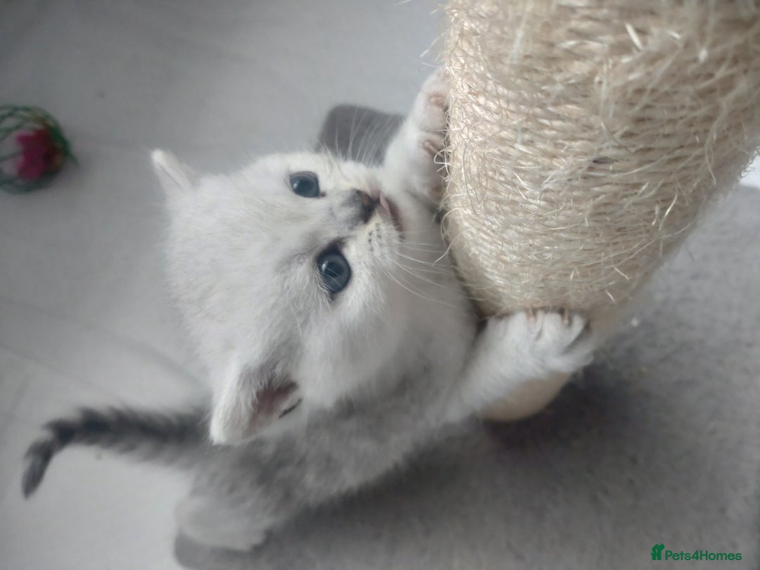 British Shorthair cats for sale: British short hair kittens  - Image 8