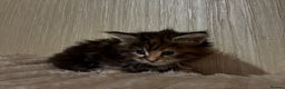Maine Coon cats for sale: Maine Coon Type Kittens — Fluffy, Friendly - Advert 6