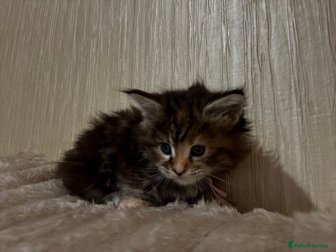 Maine Coon cats for sale: Maine Coon Type Kittens — Fluffy, Friendly - Advert 6