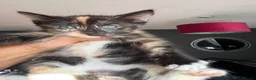 Ragdoll cats for sale: Fluffy ragdollx looking to take pride in your home - Advert 5