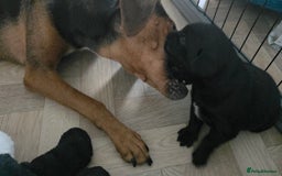 Mixed Breed dogs for sale: Adorable Black Lab Mix - Image 12