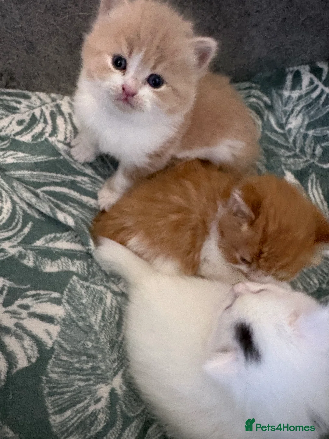 British Longhair cats for sale: British long hair crossed chunky kittens - Advert 1
