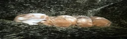 Mini Lop rabbits for sale: Mini Lion Lop Bunnies - Advert 3