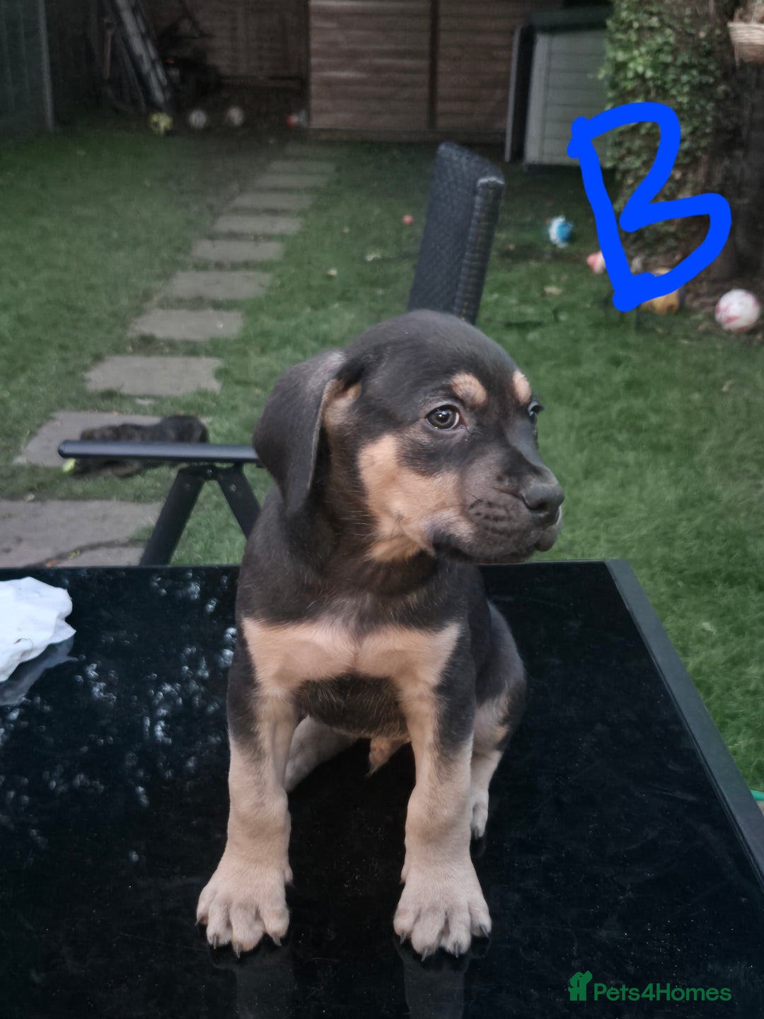 American Bully dogs for sale: American Bully Pups for sale - Image 34