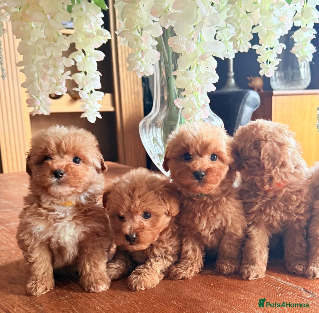 Mixed Breed dogs for sale: STUNNING F1 toy cairn-oodle pups TINY & rare  - Image 23