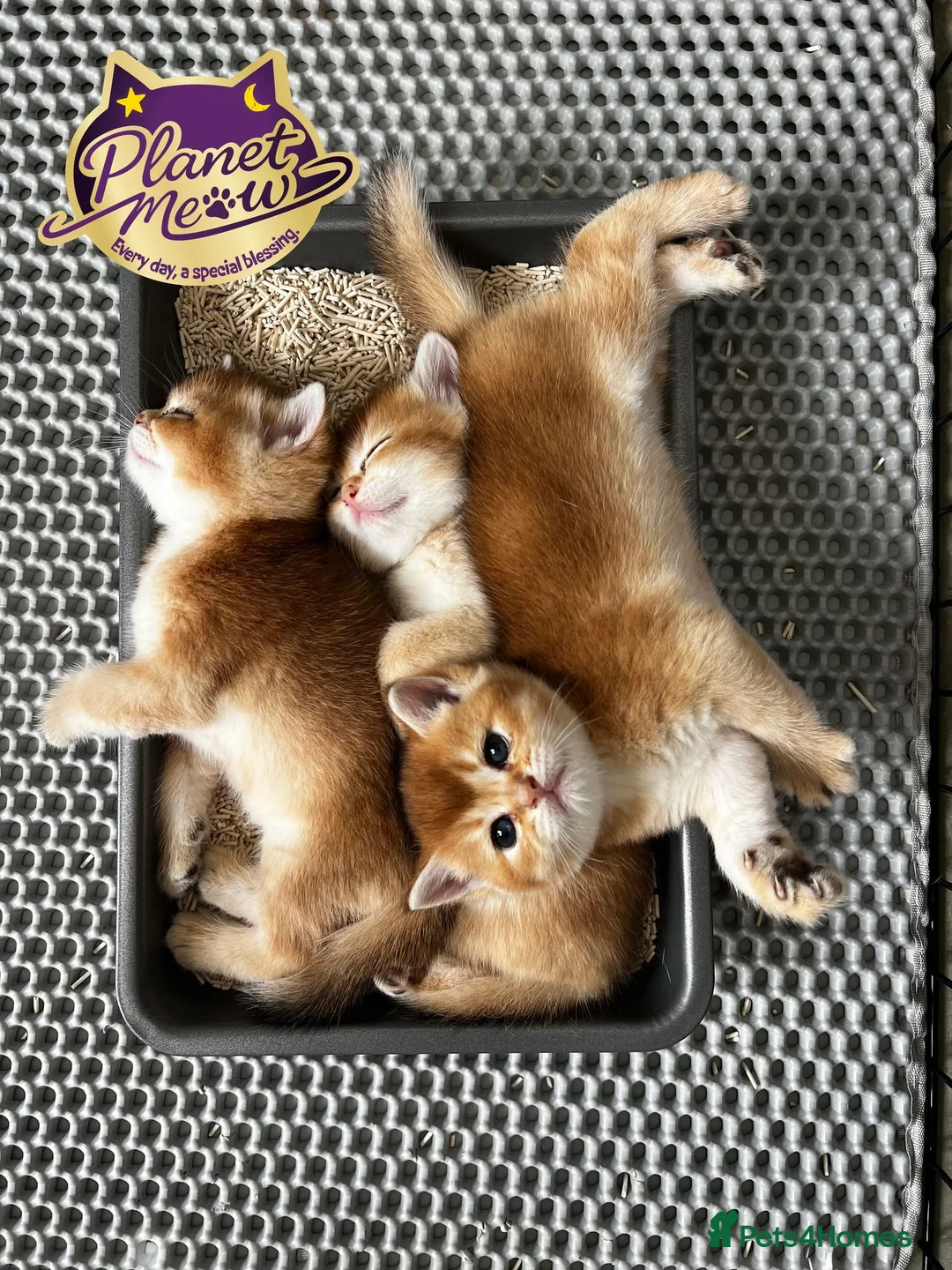 British Shorthair cats for sale: BSH Golden kittens TICA Reg - Advert 1